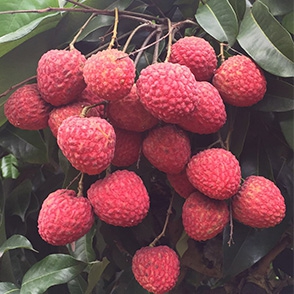荔枝